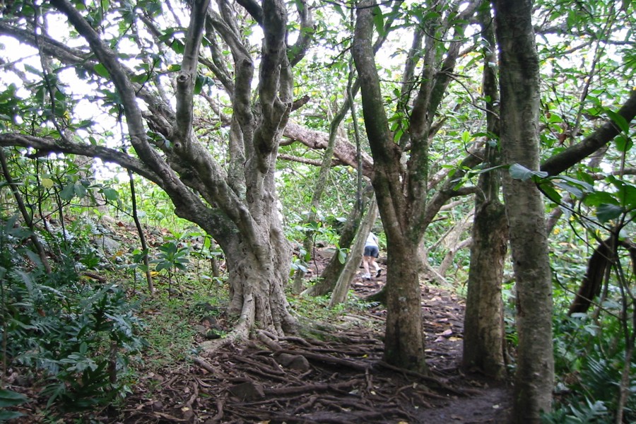 ../image/take the pipiwai trail hike at oheo gulch.jpg